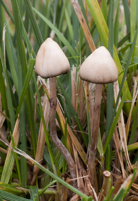 Psilocybe semilanceata